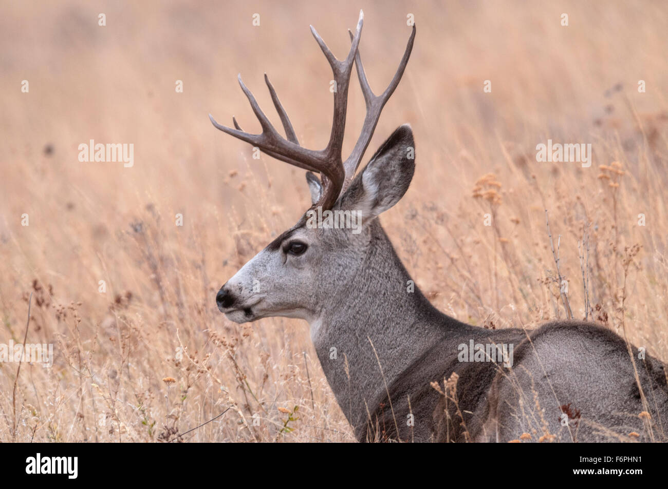 Le Cerf mulet (Odocoileus hemionus) buck National Bison Range, Montana. Banque D'Images
