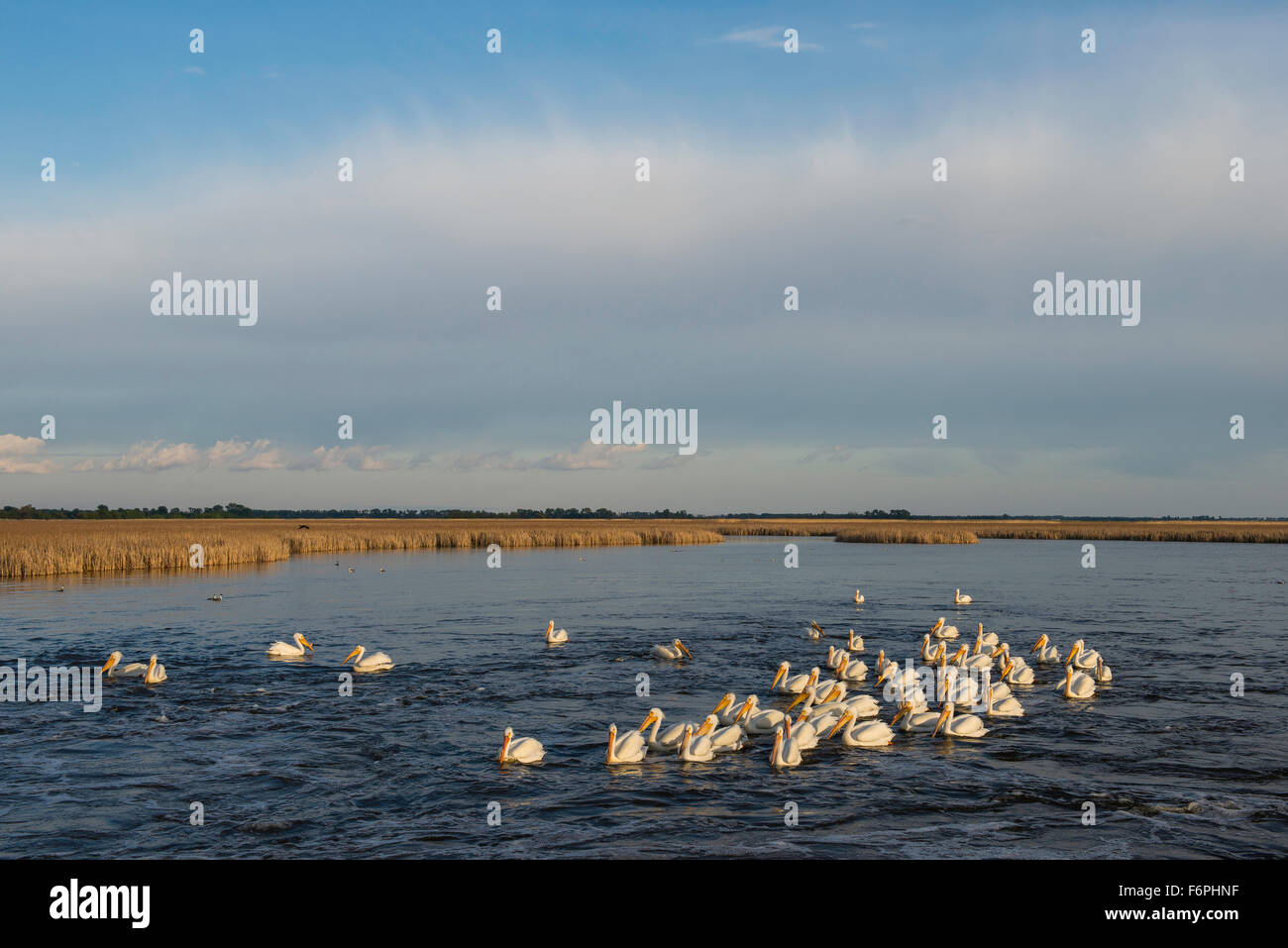 Pélicans blancs (Pelecanus erythrorhynchos) Sand Lake National Wildlife Refuge, South Dakota USA Banque D'Images