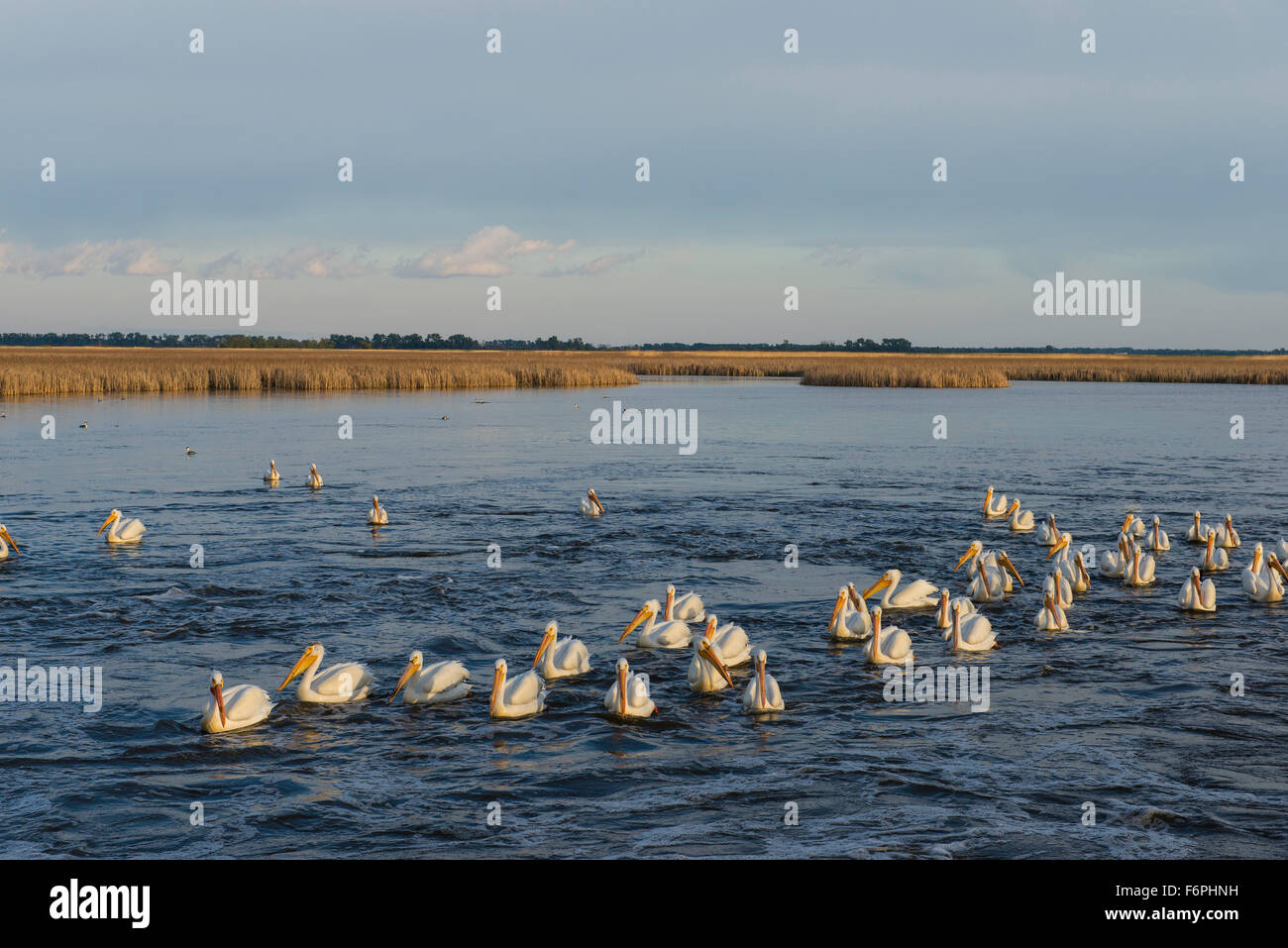 Pélican blanc (Pelecanus erythrorhynchos) Sand Lake National Wildlife Refuge, South Dakota USA Banque D'Images