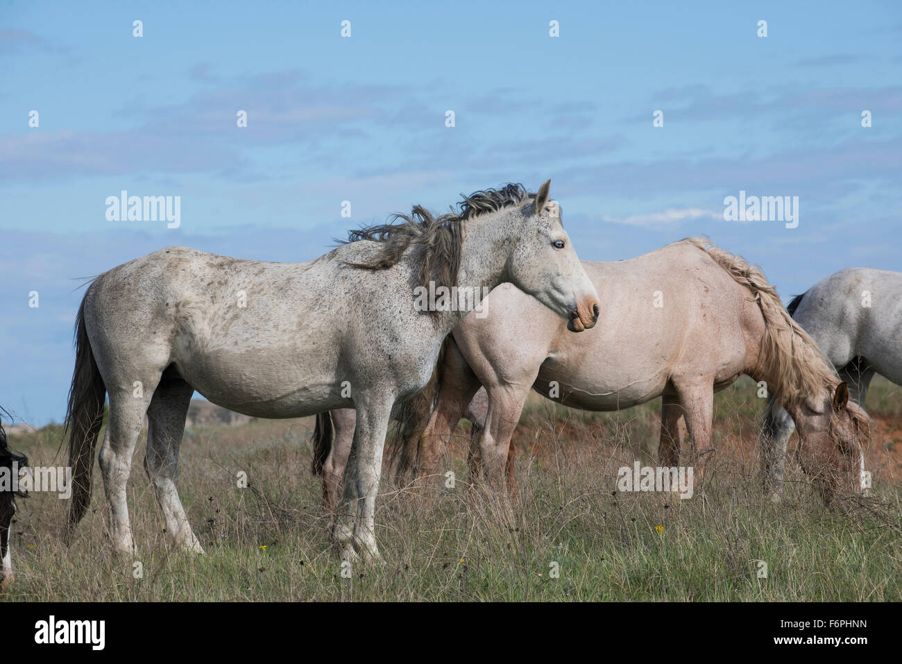 Les chevaux sauvages, (Equs ferus), le pâturage, Mustang, Feral, Theodore Roosevelt National Park, N. Dakota USA Banque D'Images