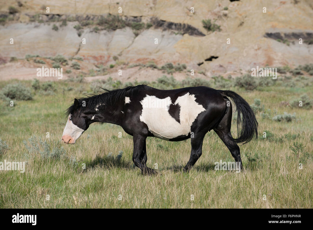 Wild Horse (Equs ferus) pâturage, Mustang, Feral, Parc National Theodore Roosevelt, Badlands, N. Dakota USA Banque D'Images