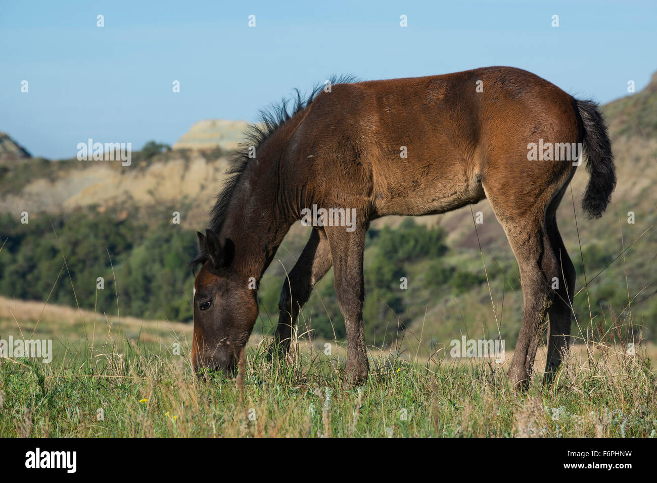 Wild Horse (Equs ferus), Mustang le pâturage, Feral, Theodore Roosevelt National Park, N. Dakota USA Banque D'Images