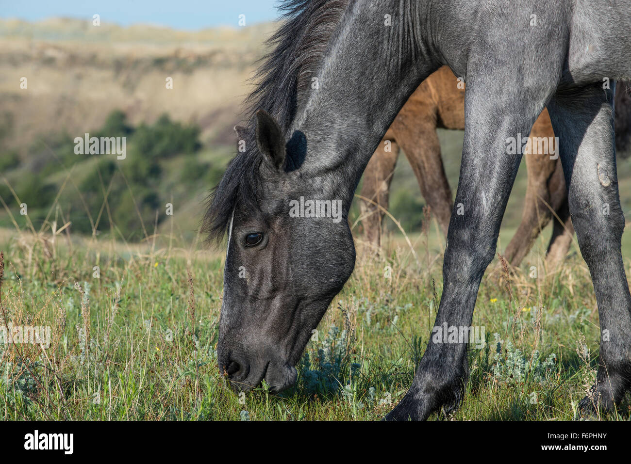 Wild Horse (Equs ferus) pâturage, Mustang, Feral, Theodore Roosevelt National Park, N. Dakota USA Banque D'Images