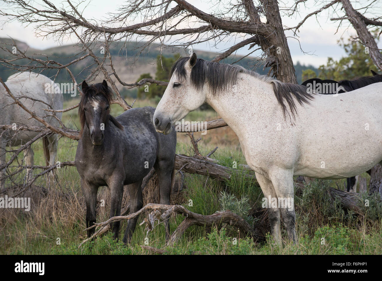 Les chevaux sauvages, (Equs ferus), Mustang, Feral, Parc National Theodore Roosevelt, Badlands, N. Dakota USA Banque D'Images