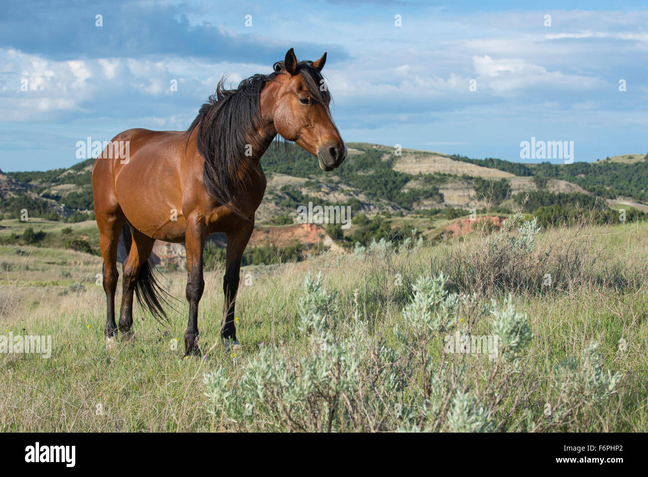 Wild Horse (Equs ferus), Mustang, Feral, Theodore Roosevelt National Park, N. Dakota USA Banque D'Images