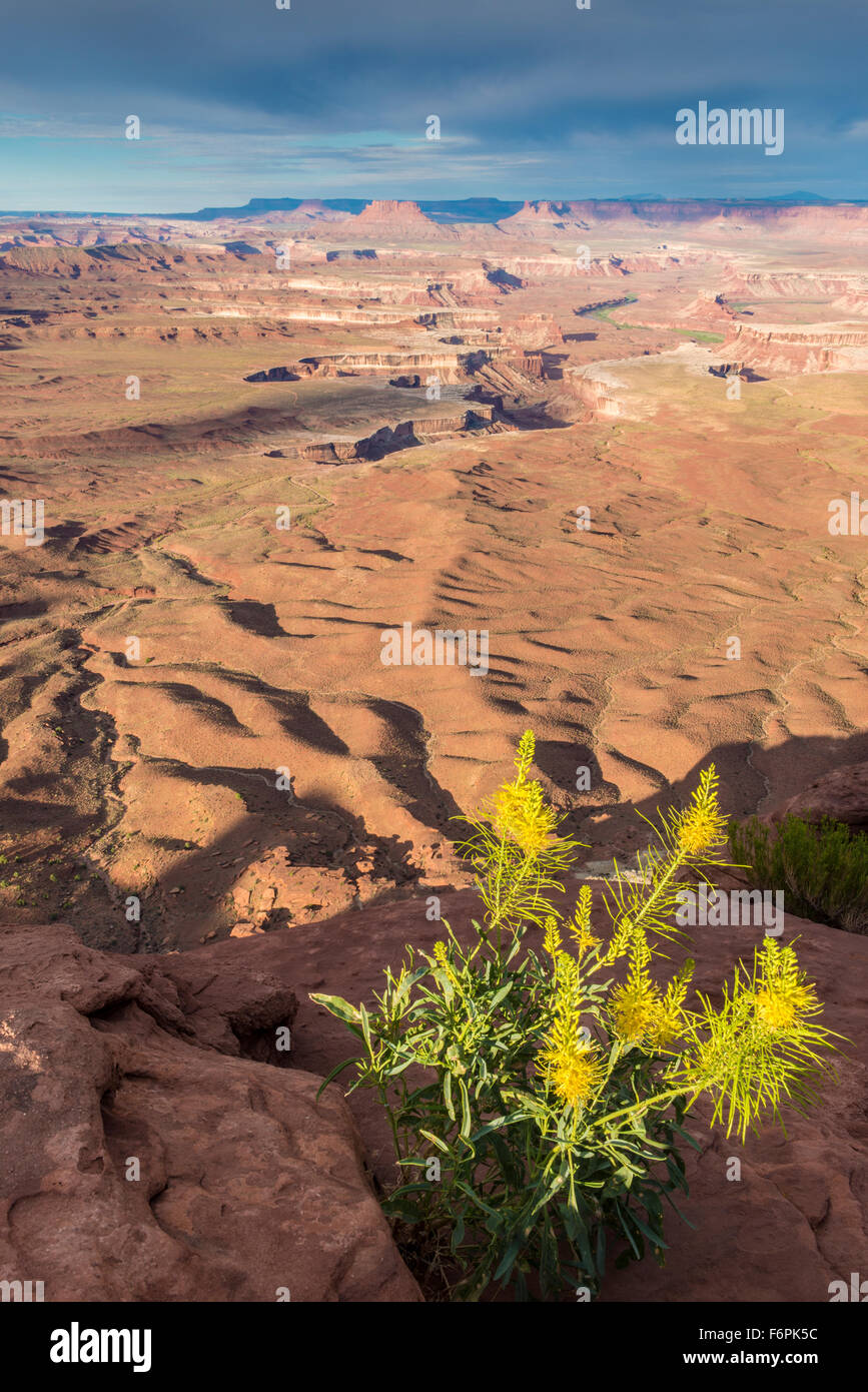 Princes plume fleurit à Green River, vue sur Canyonlands National Park, Utah Île dans le ciel, Stanleya [innata Banque D'Images