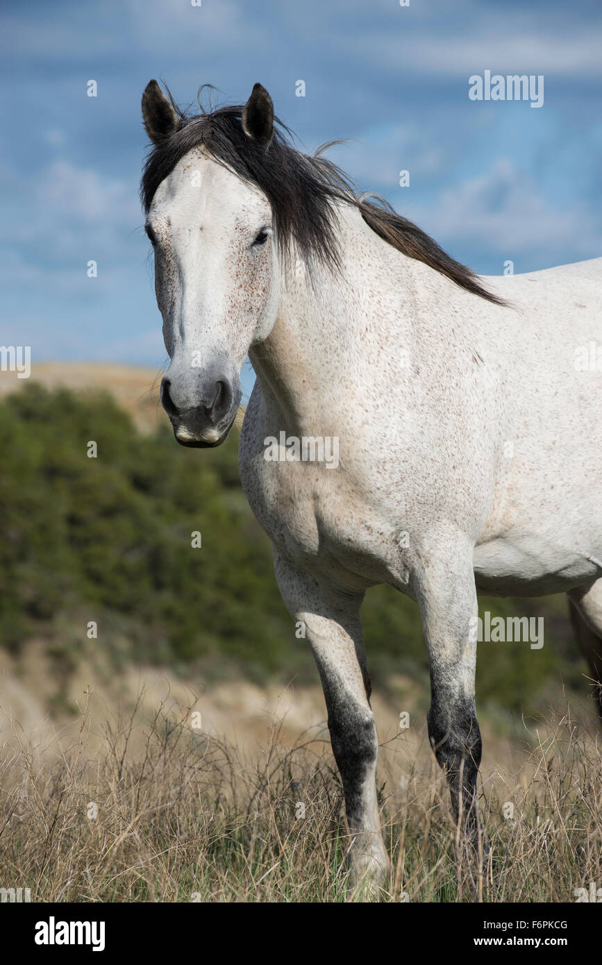 Les chevaux sauvages, (Equs ferus), Mustang, Feral, Parc National Theodore Roosevelt, Badlands, N. Dakota USA Banque D'Images