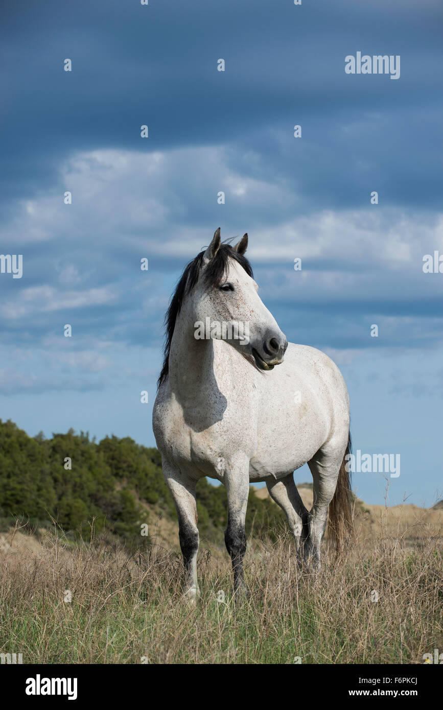 Wild Horse (Equs ferus), Mustang, Feral, Parc National Theodore Roosevelt, Badlands, N. Dakota USA Banque D'Images