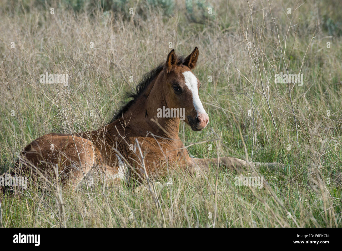 Wild Horse (Equs ferus), colt, Feral, Theodore Roosevelt National Park, N. Dakota USA Banque D'Images