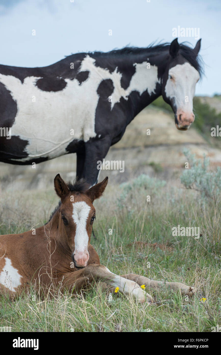 Les chevaux sauvages, (Equs ferus), Mustang, Feral, avec poulain,Parc National Theodore Roosevelt, Badlands, N. Dakota USA Banque D'Images
