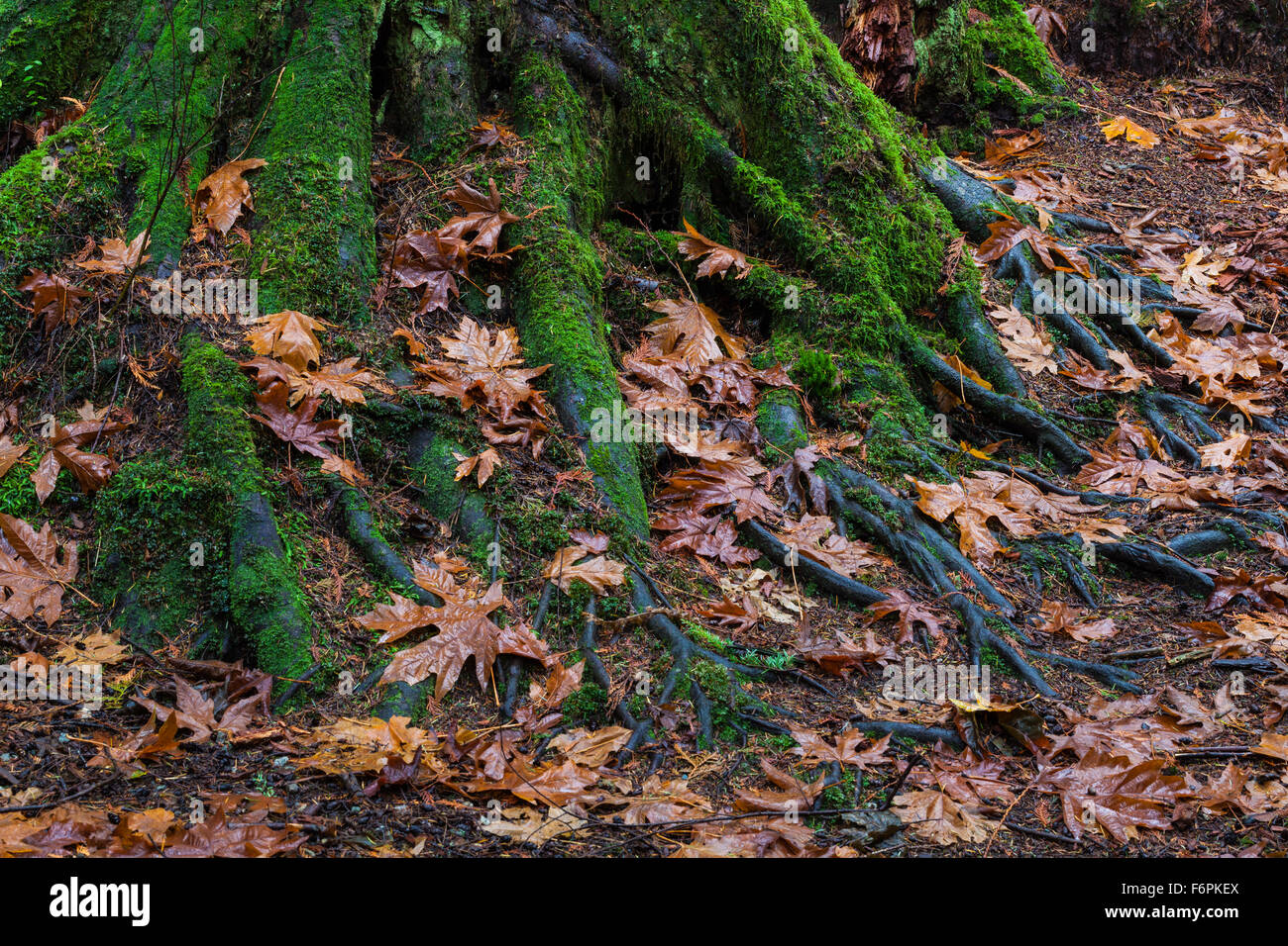 La décomposition des feuilles d'érable à la base de l'arbre avec un réseau de racines Banque D'Images