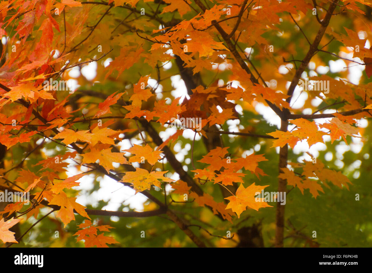 Orange et rouge couleur de feuilles d'arbres d'érable à l'automne en évolution Banque D'Images