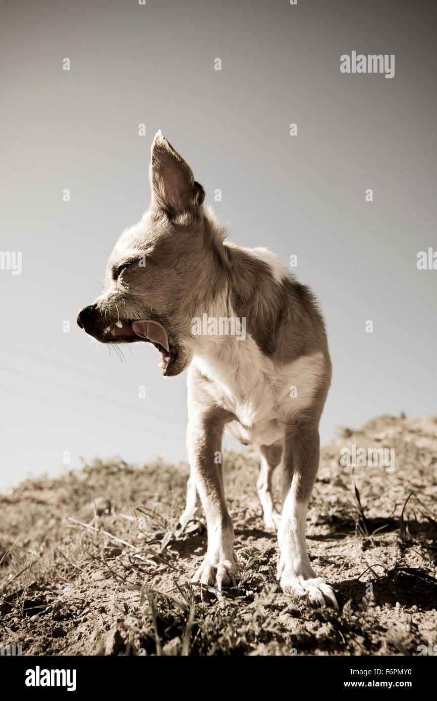Corps complet désaturé le bâillement face à la tête de profil petite Chihuahua chien debout sur une colline à midi Banque D'Images Corps complet désaturé le bâillement face à la tête de profil petite Chihuahua chien debout sur une colline à midi Banque D'Images