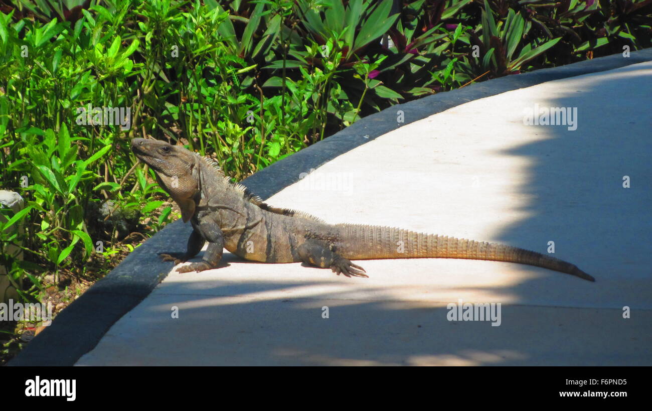 Iguana à bronzer sur le trottoir dans la Riviera Maya, Mexique Banque D'Images