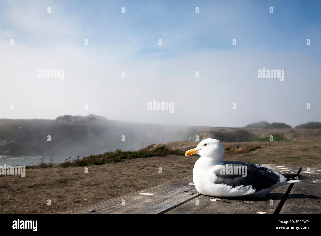 Oiseau sur une table de pique-nique à la côte Banque D'Images