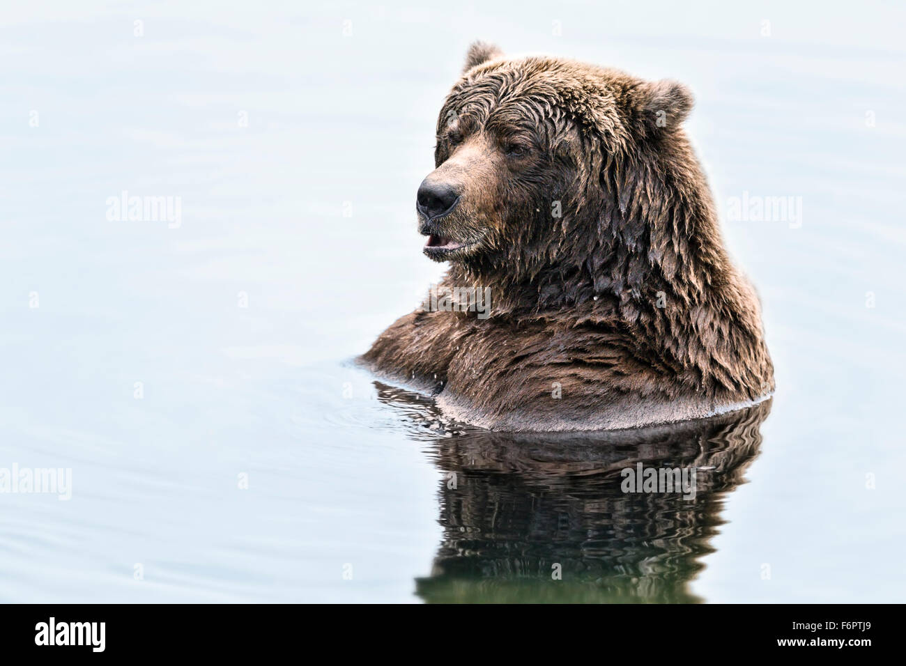 Ours brun côtière La pêche du saumon dans Katmai National Park, Alaska Banque D'Images