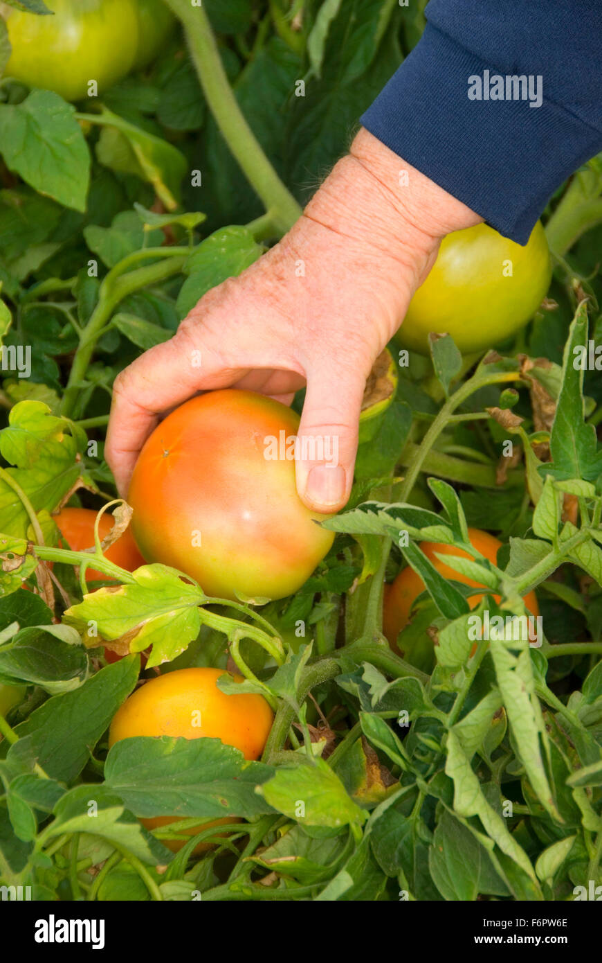 U-cueillir des tomates, Harris ferme, Brooks, de l'Oregon Banque D'Images
