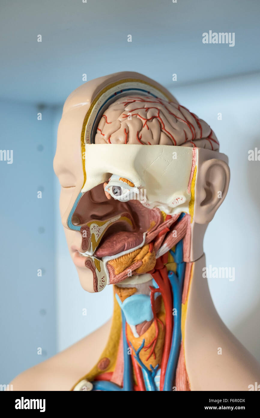 L'anatomie humaine modèle médical biologie anatomique Banque D'Images