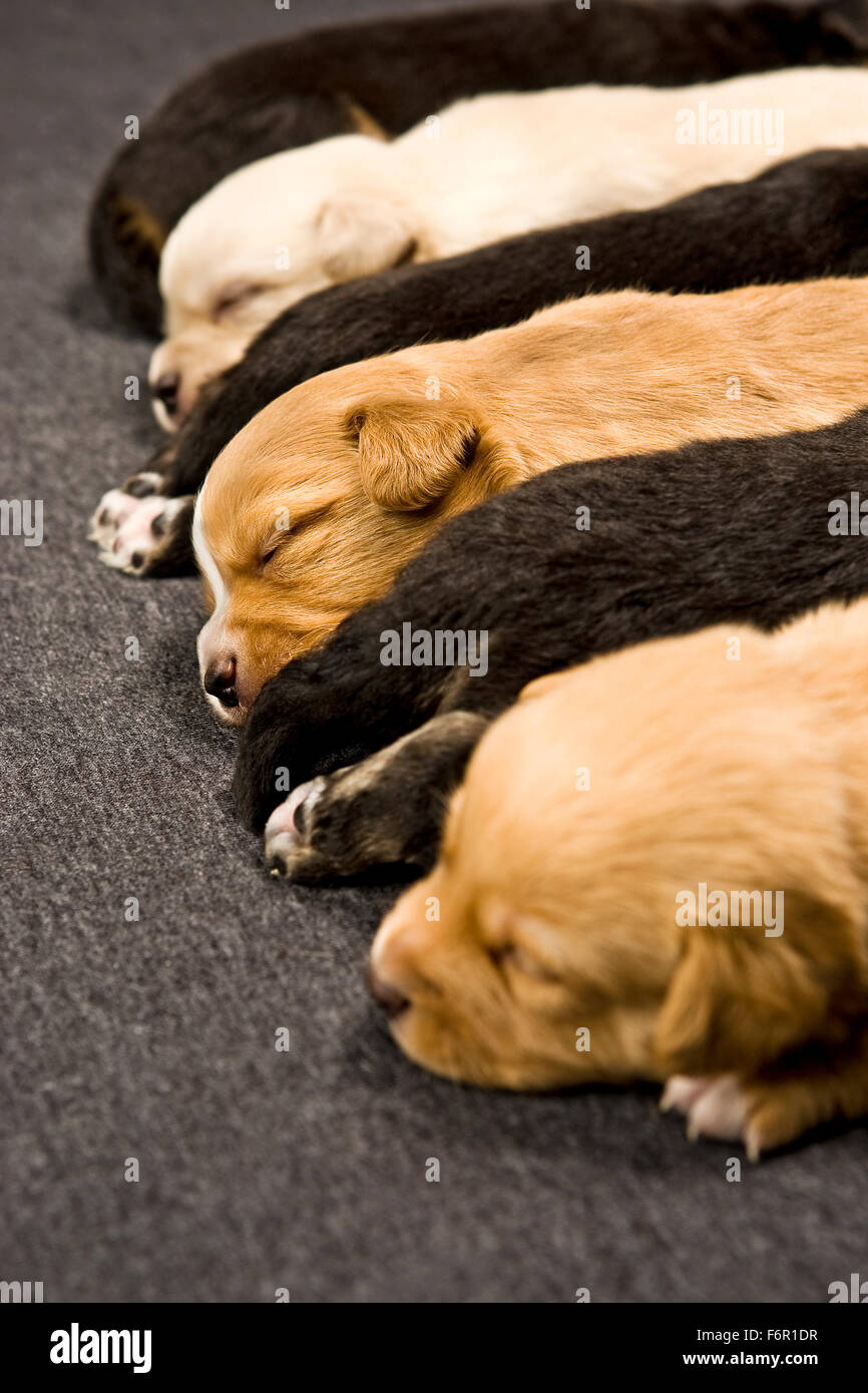 Jour 4 nouveau-né vieux chiens chiot multicolores alignés à dormir dans une rangée à l'intérieur portant sur tapis court Banque D'Images