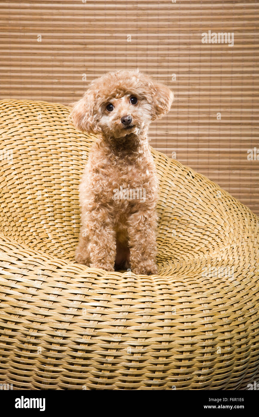 Couleur abricot caniche miniature assis bien droit dans la circulaire wicker chair de même couleur avec caméra eye contact Banque D'Images