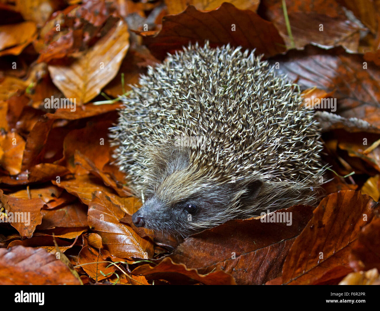 Hérisson européen dans les feuilles d'automne Banque D'Images