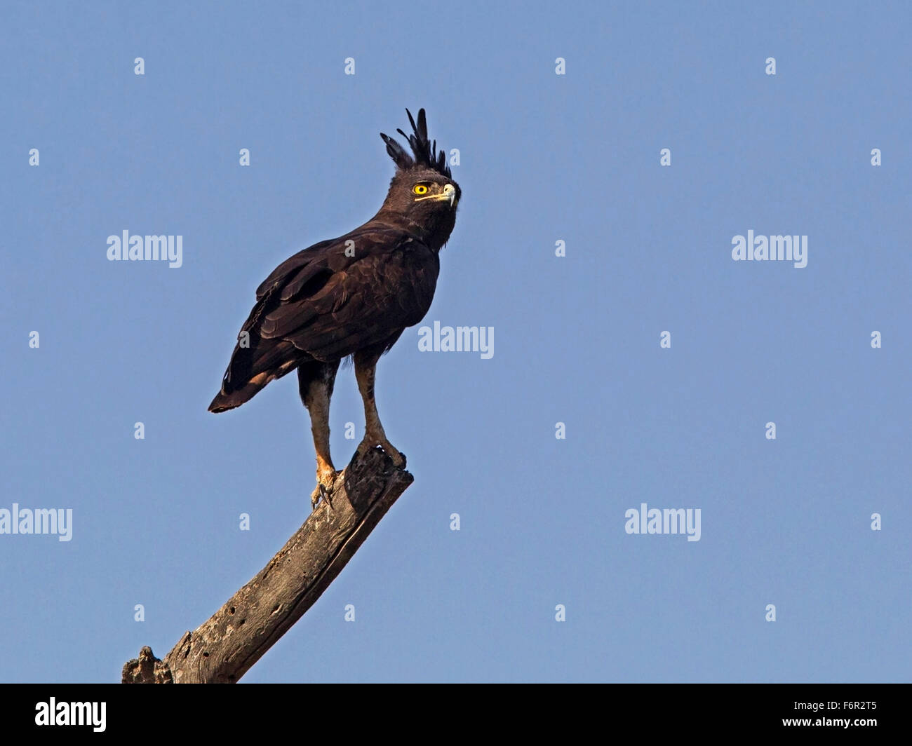 La harpie huppée perchée sur arbre mort Banque D'Images