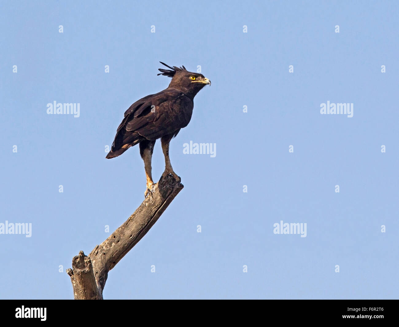 La harpie huppée perchée sur arbre mort Banque D'Images