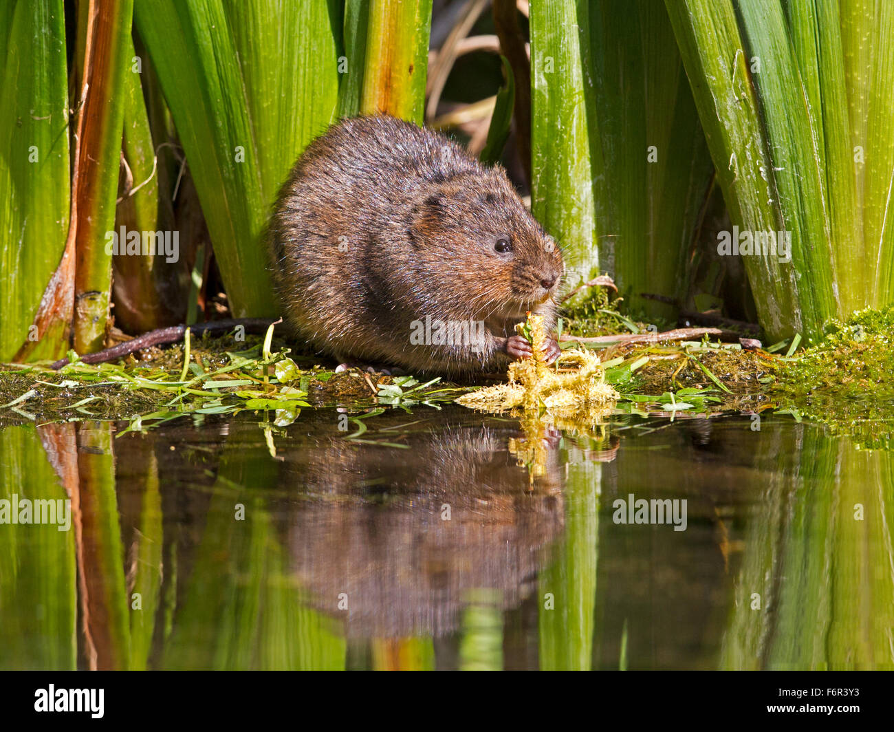 Le campagnol de l'eau européenne se nourrissant de River Bank Banque D'Images