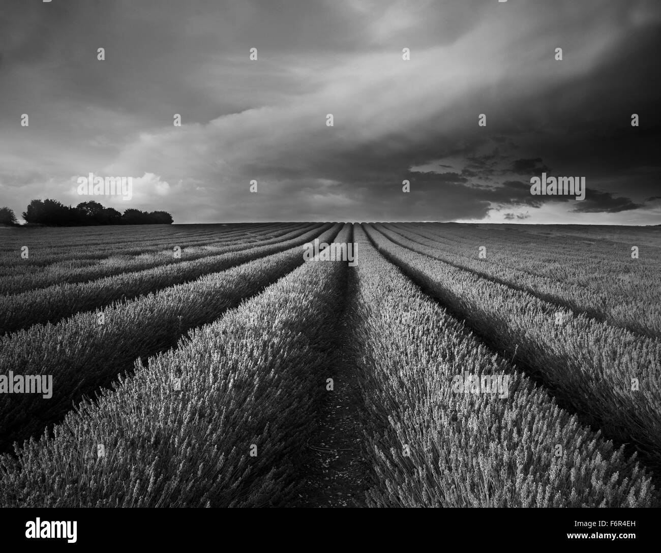 Belle image de champ de lavande paysage coucher de soleil d'été en noir et blanc Banque D'Images