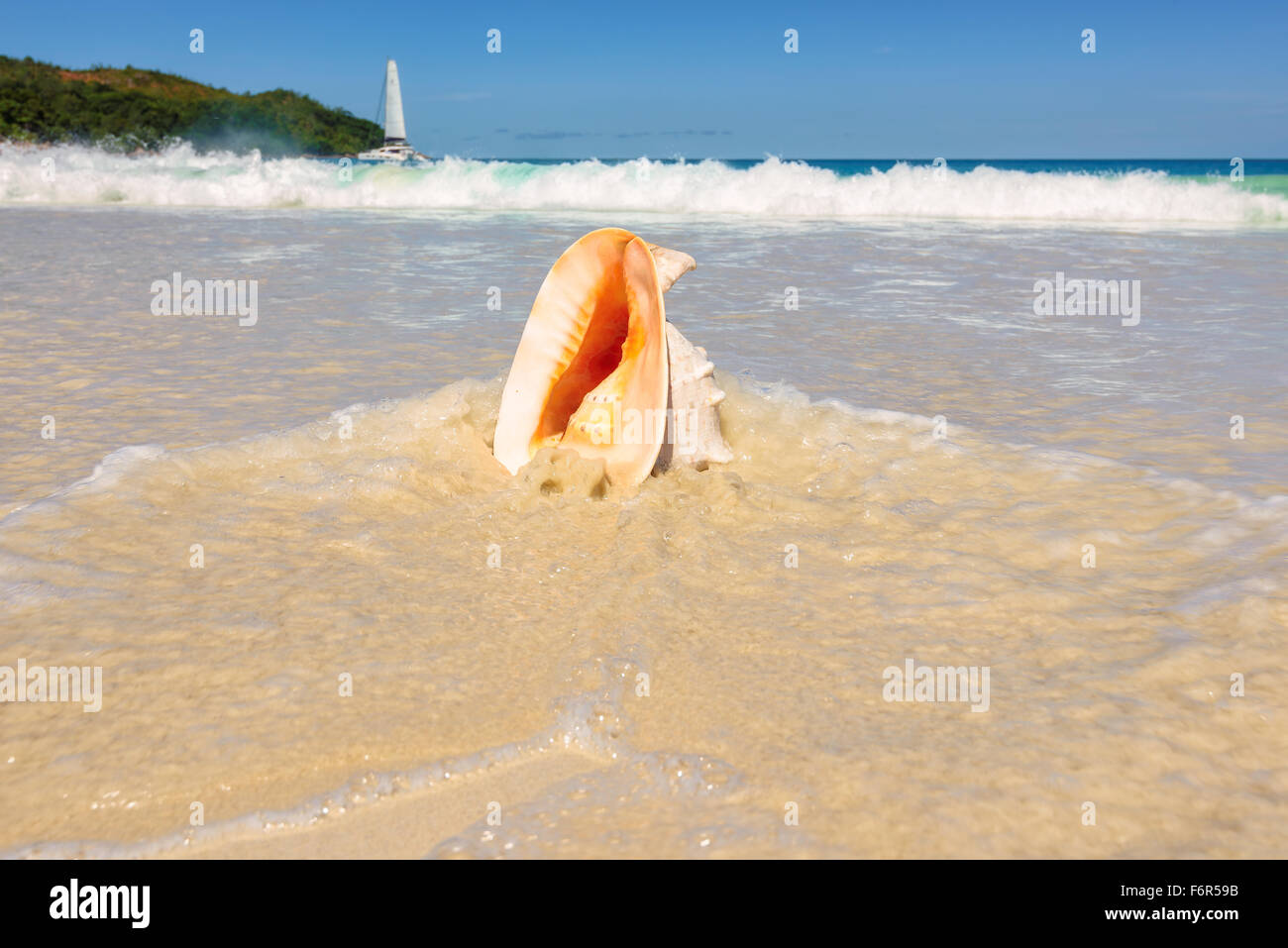 Sea shell avec mer vague Banque D'Images