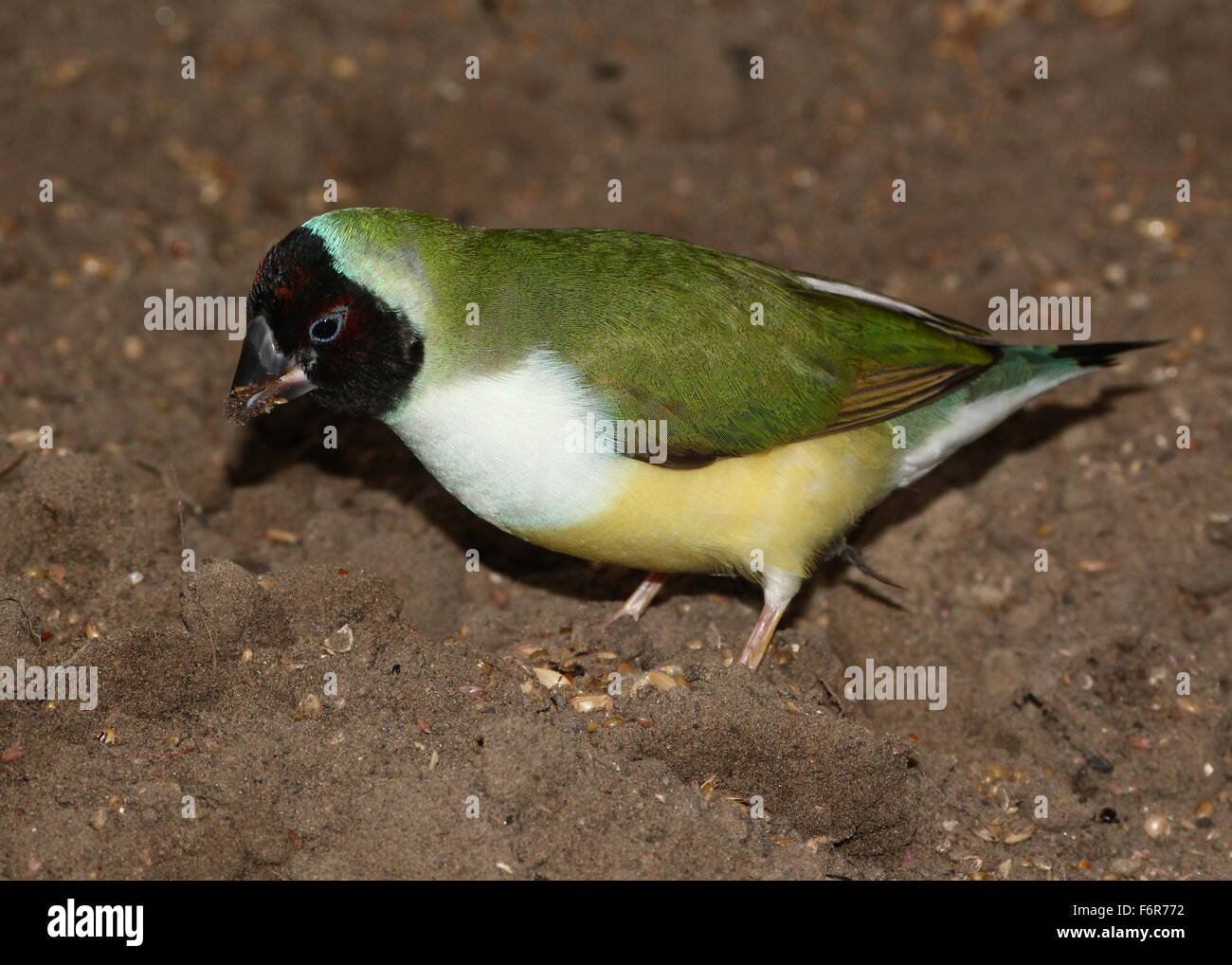 La tête noire australienne Gouldian Finch ou Rainbow Finch (Erythrura gouldiae) Banque D'Images