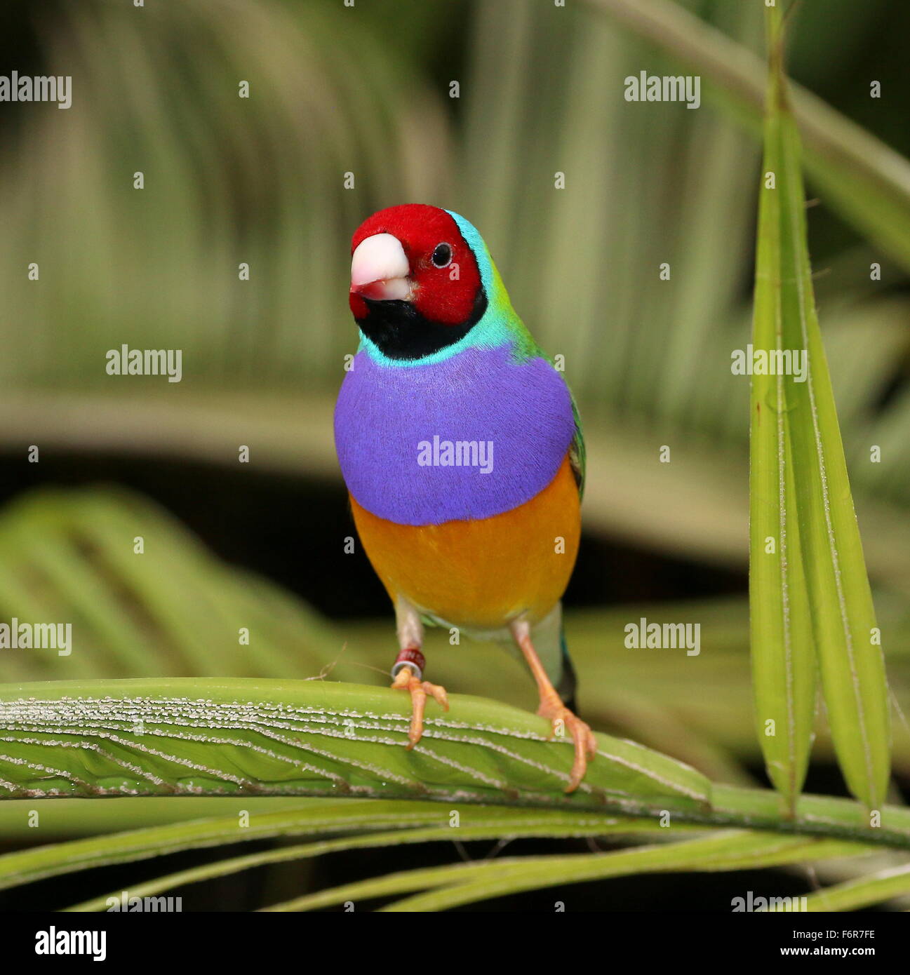 Australian Male Gouldian Finch ou red headed Finch Arc-en-ciel (Erythrura gouldiae) close-up, ce qui représente, sur une branche Banque D'Images