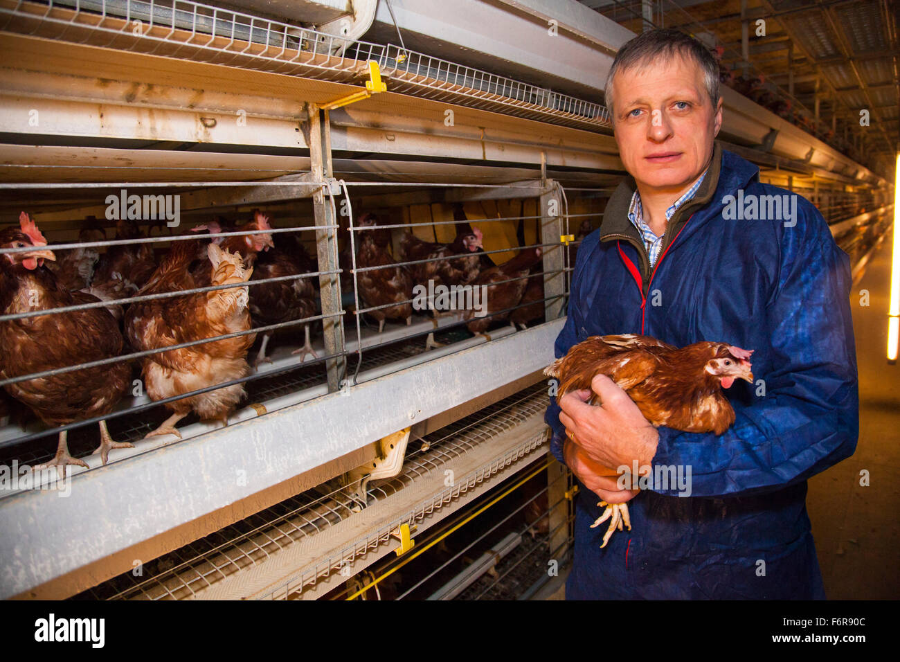 Duncan Priestner, poulet fermier. Banque D'Images