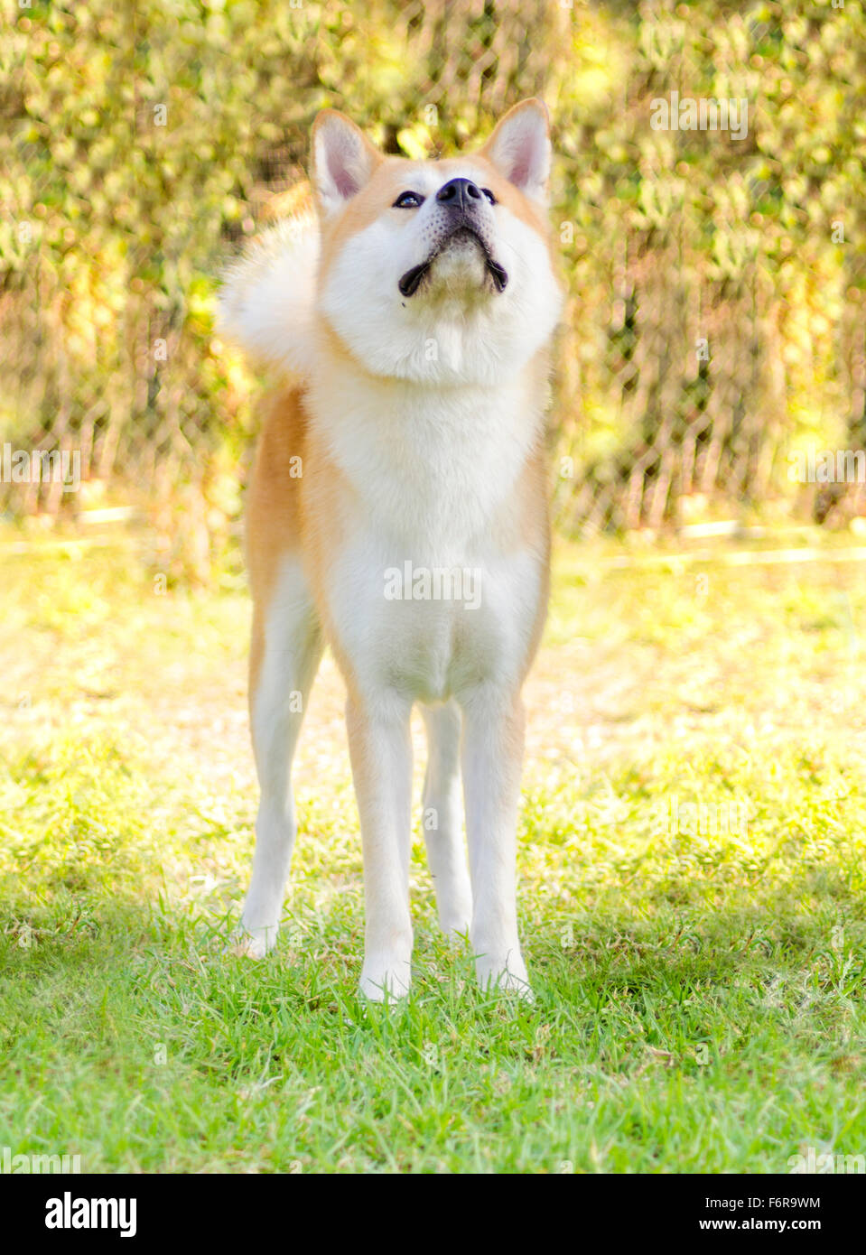 Une vue de face avant d'un jeune beau blanc et rouge Akita Inu chien debout sur l'herbe en haut. Les chiens sont d'Akita japonais Banque D'Images