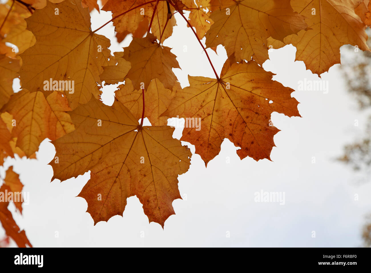 Automne Feuilles d'érable prêts à verser d'un arbre sur un crisp journée d'automne. Banque D'Images