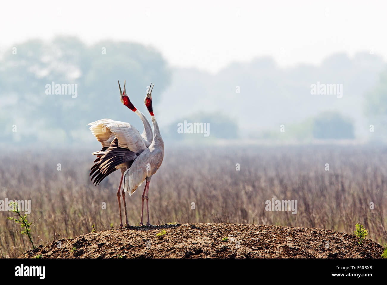 La danse de cour par Sarus Crane à oiseaux de Bharatpur Banque D'Images