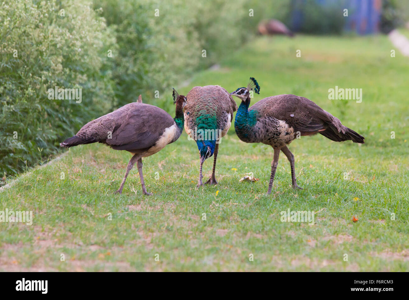 Rare combinaison d'Peafowls Banque D'Images