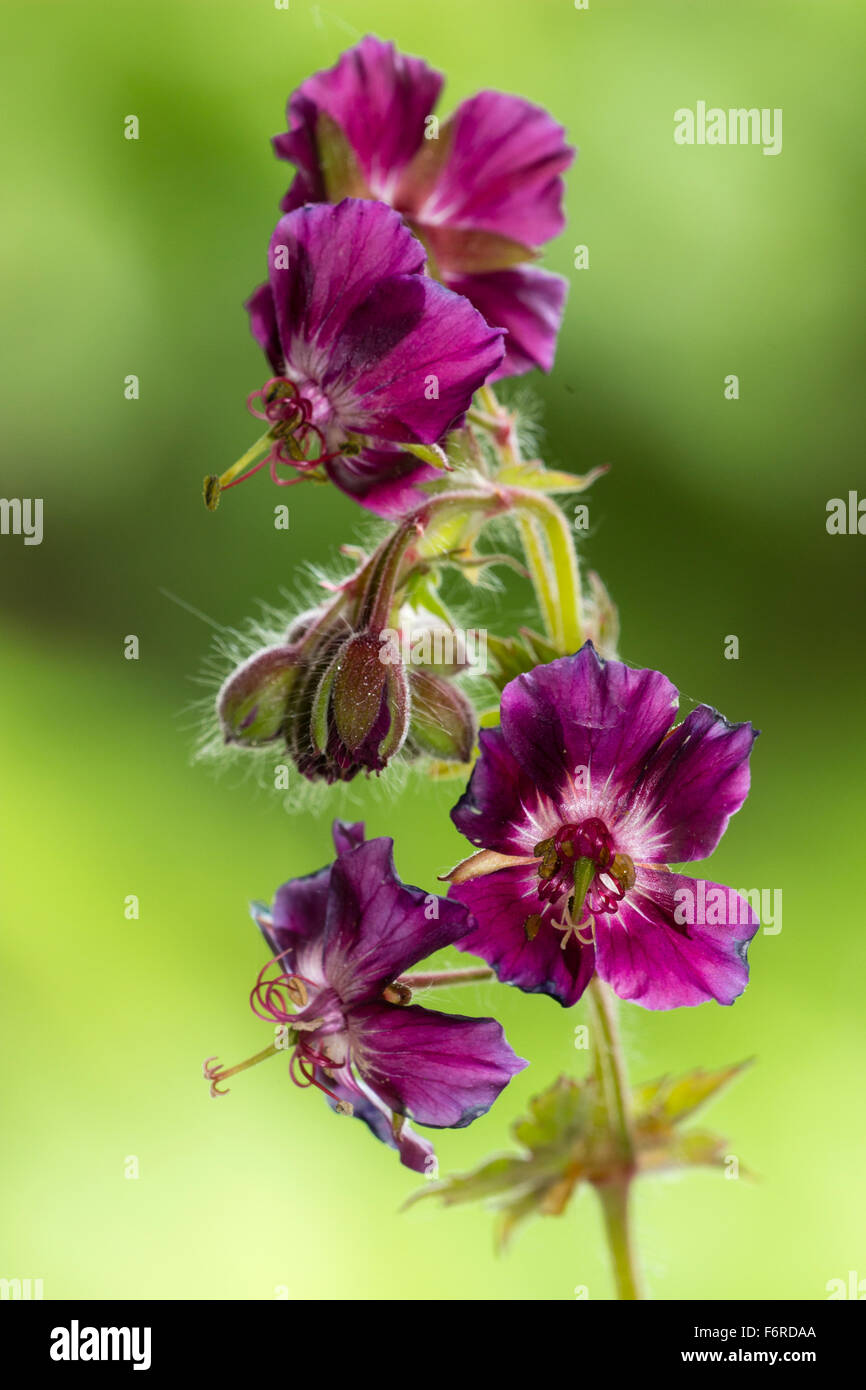 Close up des fleurs sur une tige du géranium sanguin Geranium phaeum sombre, 'Samobor' Banque D'Images