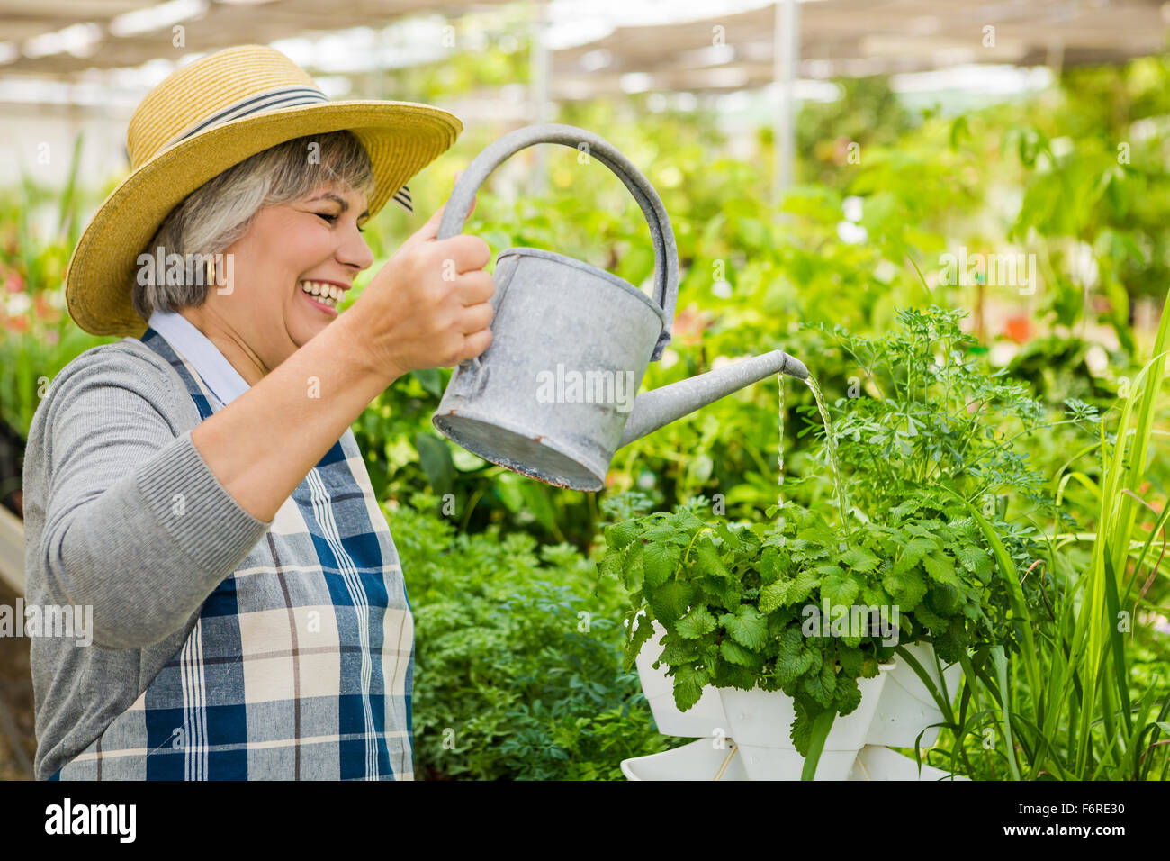 Belle femme mature dans une serre arrosage des fleurs Banque D'Images