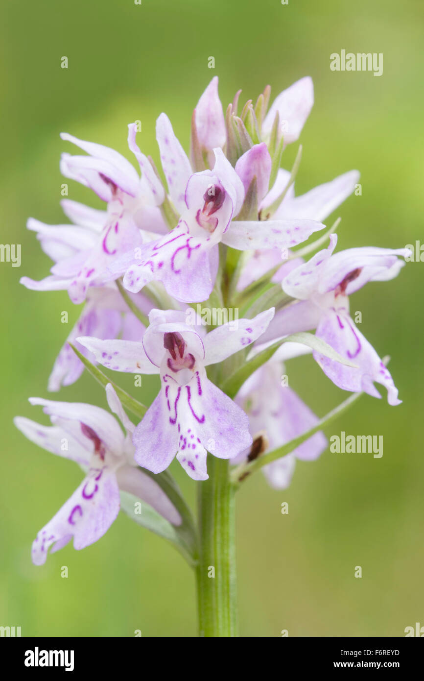 Inflorescence de Dactylorhiza maculata / orchidée ponctuée de bruyère / Geflecktes Knabenkraut, fleur sauvage, Europe. Banque D'Images
