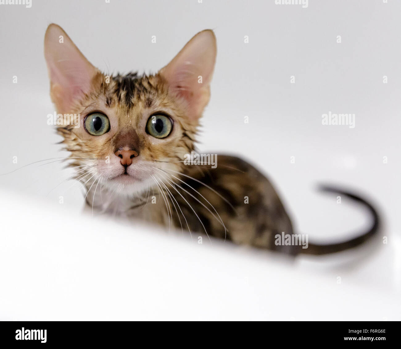 Chaton Bengal femelle looking at camera tout en ayant baignoire et douche dans la baignoire modèle libération : N° des biens : oui (cat). Banque D'Images