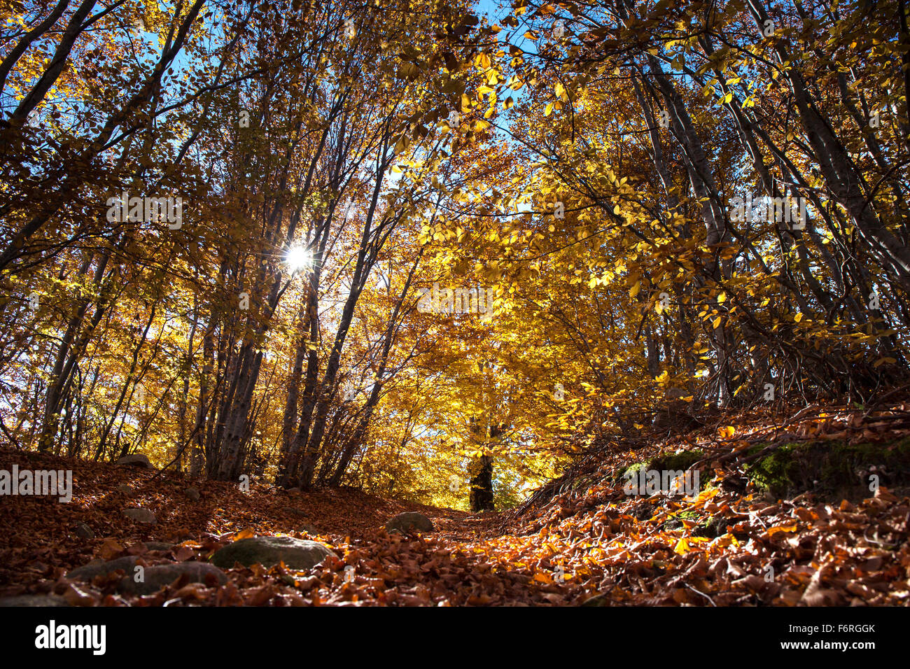 Paysage d'automne dans une forêt de feuillus. Beaucoup de feuilles sont tomber sur le sol. Banque D'Images