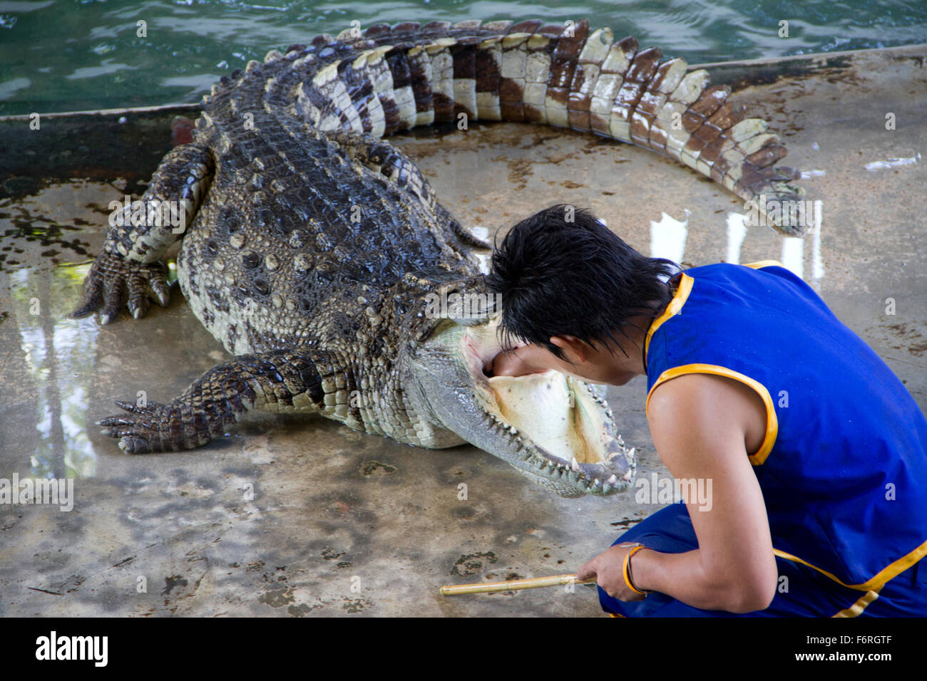 Un crocodile handler met sa main dans la bouche d'un crocodile au cours d'un spectacle à l'éléphant du Zoo et la masse à Samphran en Nakhon Pathom Banque D'Images