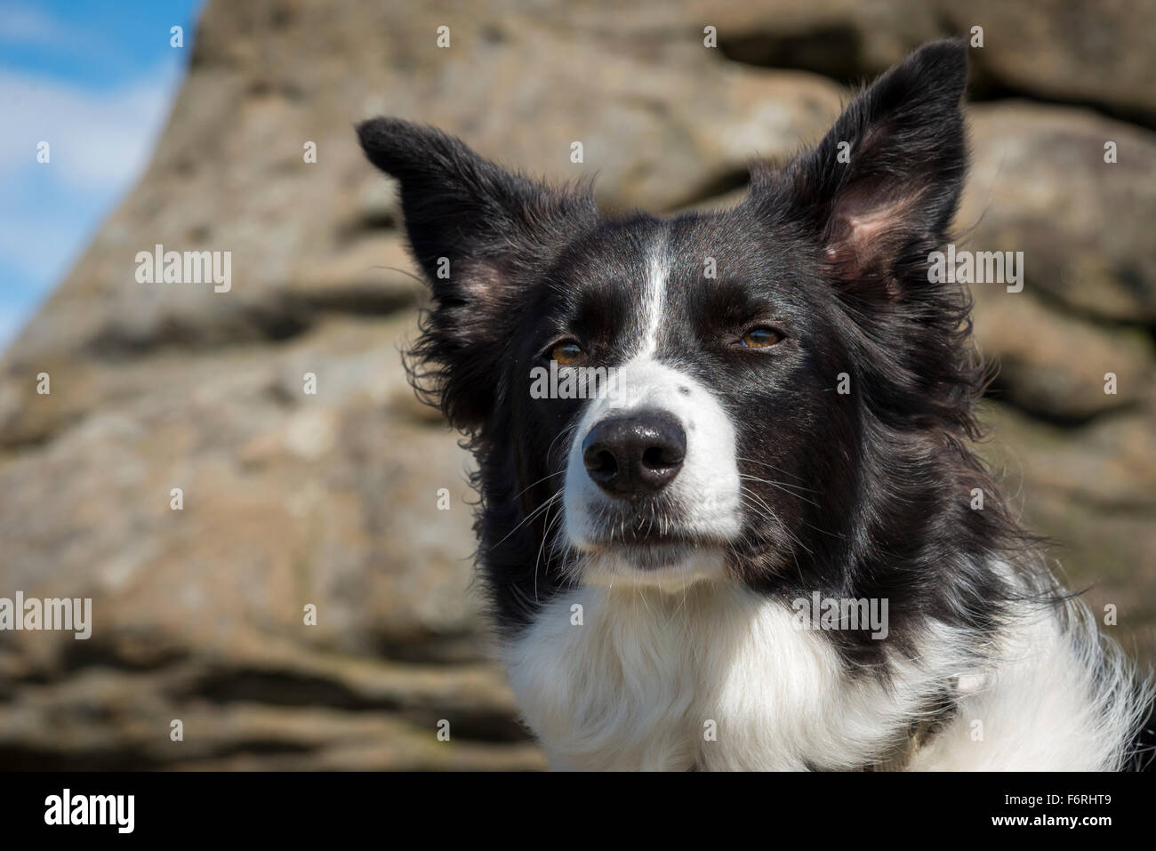 Chien Border Collie avec les oreilles qui le dans le vent. Pris sur une  colline, dans le Derbyshire, Angleterre Photo Stock - Alamy