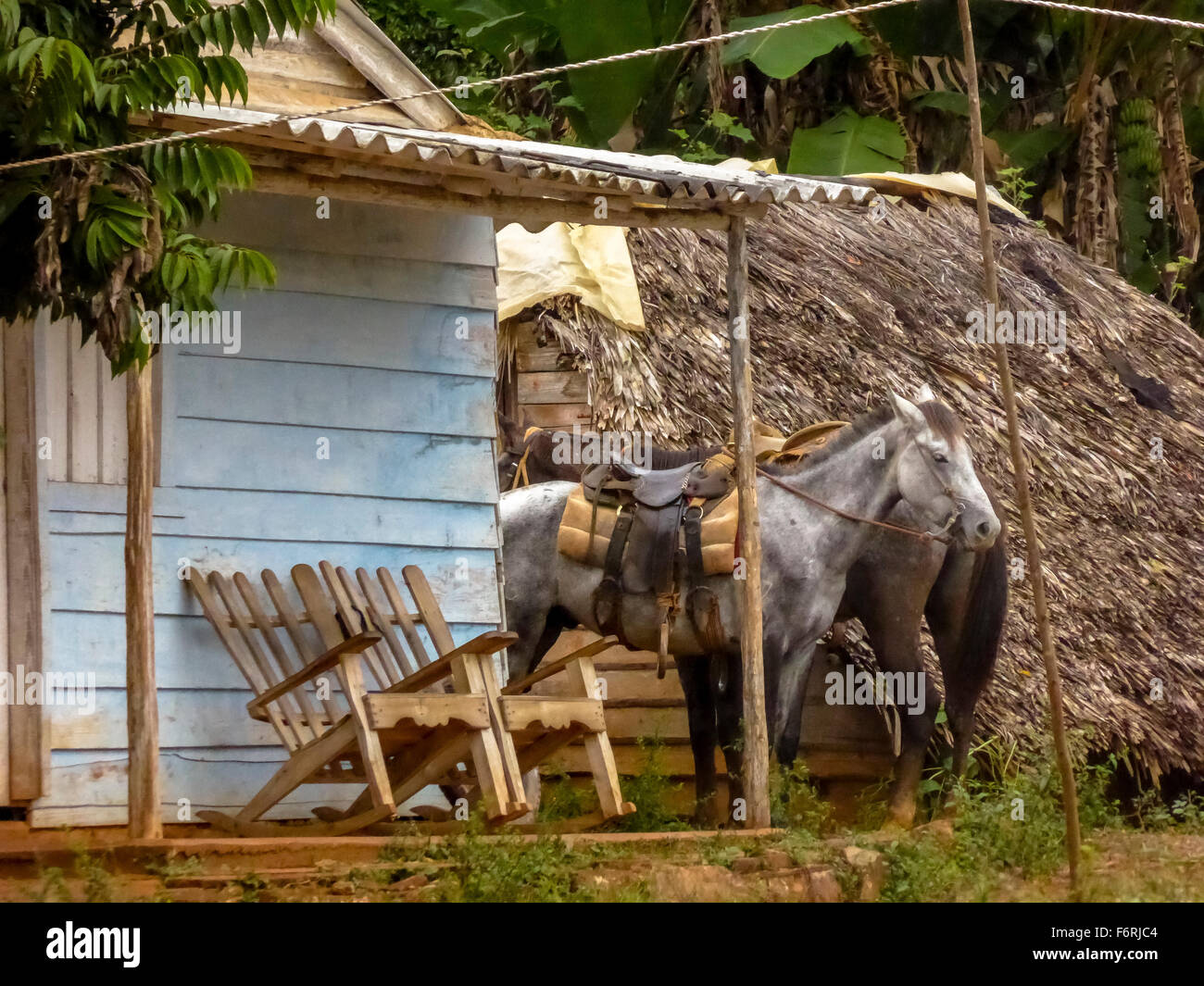 Cheval à queue sur une terrasse avec chaise à bascule, à Cuba, à Viñales, Cuba, Vinales, Pinar del Río, Cuba Banque D'Images