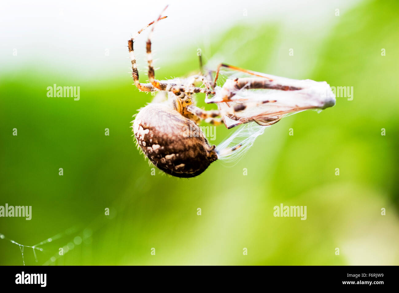 Jardin araignée Araneus diadematus adulte seul macro avec rotation autour de proies web tipule UK Angleterre Banque D'Images