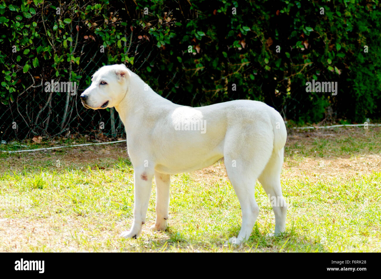 Un Jeune Blanc Magnifique Chien De Berger Dasie Centrale L