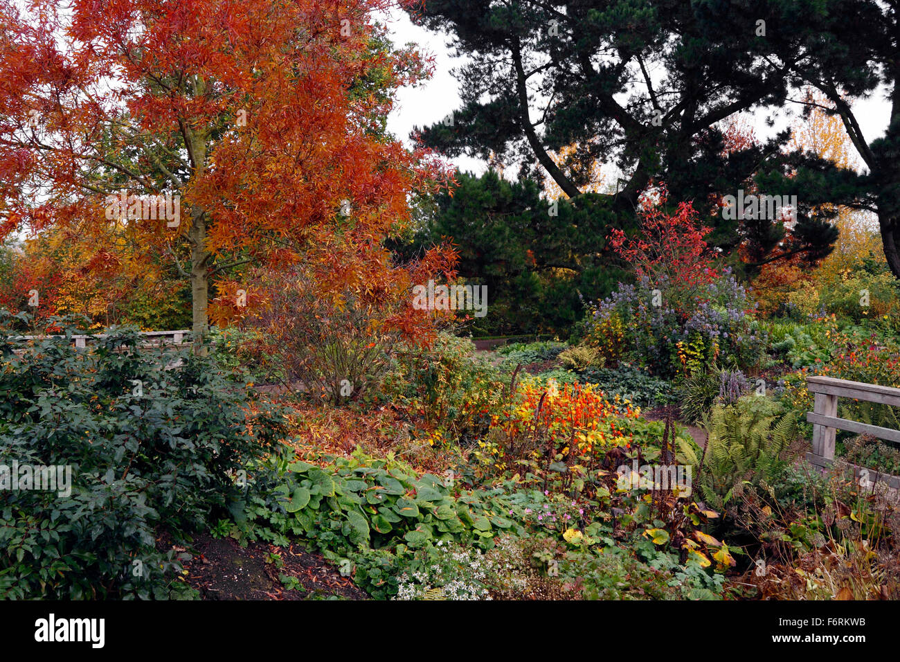 Le JARDIN ROBINSON RHS HYDE HALL EN AUTOMNE. Banque D'Images