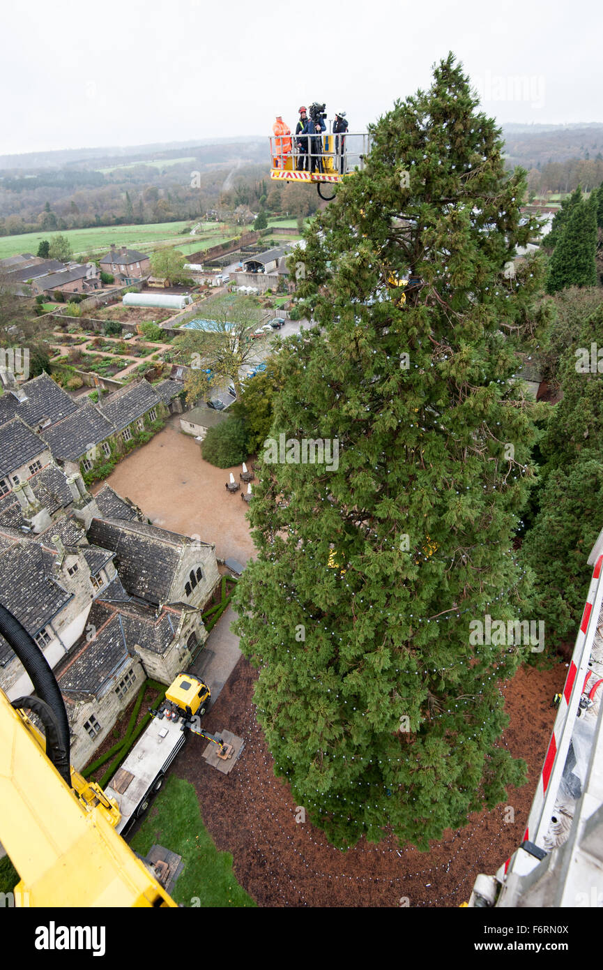 Wakehurst, UK. 19 Nov, 2015. Le plus grand du Royaume-Uni vivant arbre de Noël est décoré et réévalués pour Noël. Jeudi 19 Novembre 2015.l'extérieur du manoir élisabéthain à Wakehurst, West Sussex debout à 36m de hauteur (environ 110 pieds) lors de la dernière mesure, le séquoia géant à Wakehurst, Sussex de l'Ouest est le plus grand du Royaume-Uni vivant arbre de Noël. Au cours des 23 dernières années, il a été allumé à l'occasion des fêtes de fin d'année, à l'aide de plus de 1 800 ampoules LED. Crédit : Andrew Walmsley/Alamy Live News Banque D'Images