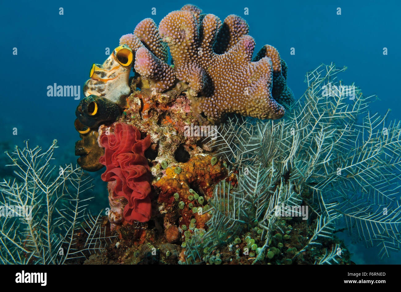 Ruban d'oeufs de danseuse espagnole, Hexabranchus sanguineus, sur la barrière de corail en Tulamben ; Bali ; Indonésie ; Banque D'Images